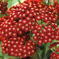 Тысячелистник 'Ред Вельвет' (Achillea 'Red Velvet')