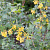 Смородина альпийская 'Шмидт' (Ribes alpinum 'Schmidt')