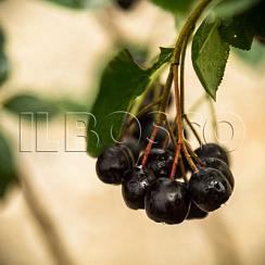 Арония сливолистная 'Викинг' (Aronia prunifolia 'Viking')