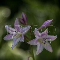 Хоста 'Франси' (Hosta 'Francee')