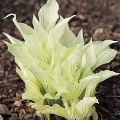 Хоста 'Уайт Фазер' (Hosta 'White Feather')