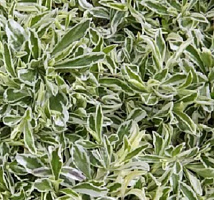Арабис Фердинанда Кобурга (Arabis ferdinandi-coburgii)