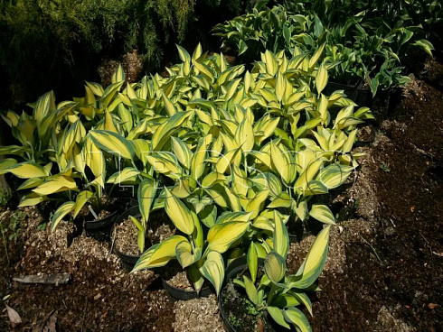 hosta-tardiana-dzhun-hosta-tardiana-june-rastenie-v-ryadu.jpg