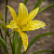 Лилейник лимонно-желтый (Hemerocallis citrina)