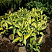 hosta-tardiana-dzhun-hosta-tardiana-june-rastenie-v-ryadu.jpg
