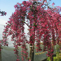Яблоня декоративная 'Роял Бьюти' (Malus 'Royal Beauty')