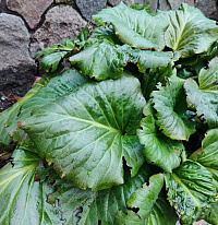 Бадан толстолистный (Bergenia crassifolia)