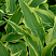 hosta-lehjksajd-dragonflaj-hosta-lakeside-dragonfly-listya.jpg