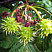 kashtan-konskij-aesculus-hippocastanum-plody