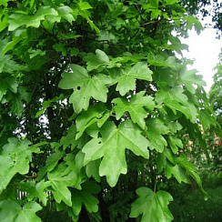 Клен полевой  (Acer campestre 'Anny's Globe')