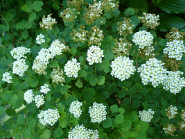 Спирея трехлопастная (Spiraea trilobata)