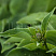 hosta-blyu-kadet-hosta-blue-cadet-buton.jpg