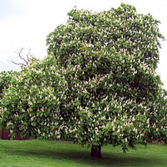 Каштан конский (Aesculus hippocastanum)