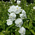 Флокс метельчатый 'Фуджияма' (Phlox paniculata 'Fujiyama')