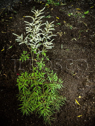 volzhanka-obyknovennaya-dvudomnaya-knajfi-aruncus-dioicus-kneiffii-sazhenec.jpg