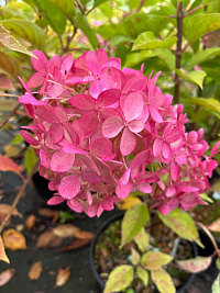 Гортензия метельчатая 'Самарская Лидия' (Hydrangea paniculata 'Самарская Лидия')