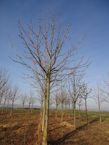 kashtan-konskij-aesculus-hippocastanum-derevo-bez-listev