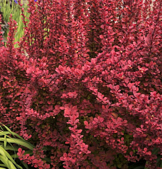 Барбарис Тунберга 'Ред Рокет' (Berberis thunbergii 'Red Rocket')