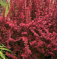 Барбарис Тунберга 'Ред Рокет' (Berberis thunbergii 'Red Rocket')