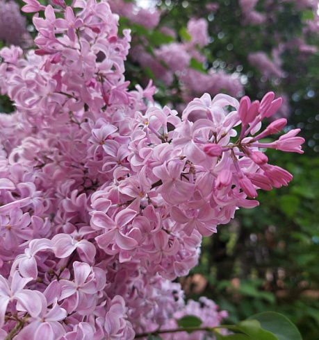 Сирень гиацинтоцветная 'Buffon' (Syringa × hyacinthiflora 'Buffon')