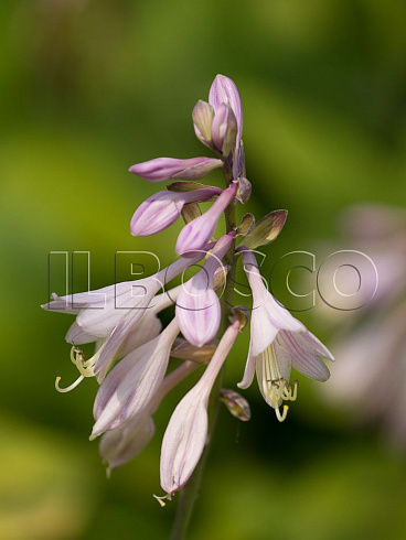 hosta-forchuna-hyacinthia-hosta-fortune-hyacinthia-socvetie.jpg