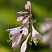 hosta-forchuna-hyacinthia-hosta-fortune-hyacinthia-socvetie.jpg