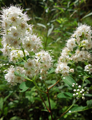 Спирея иволистная (Spiraea salicifolia)
