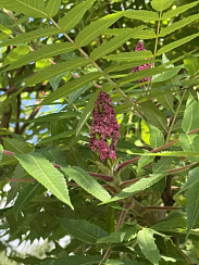 Сумах оленерогий (Rhus typhina)