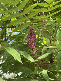 Сумах оленерогий (Rhus typhina)