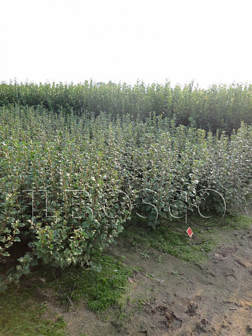 smorodina-alpijskaya-shmidt-ribes-alpinum-schmidt-sazhency.jpg