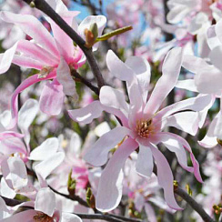 Магнолия лебнера 'Леонард Мессел' (Magnolia loebnerii 'Leonard Messel')
