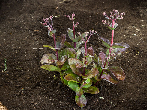 ochitok-telefium-matrona-sedum-telephium-matrona-sazhenec.jpg