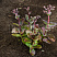 ochitok-telefium-matrona-sedum-telephium-matrona-sazhenec.jpg