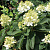 Гортензия метельчатая 'Бэби Лейс' (Hydrangea paniculata 'Baby lace')
