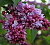 Сирень обыкновенная 'П.П. Кончаловский' (Syringa vulgaris 'П.П. Кончаловский')