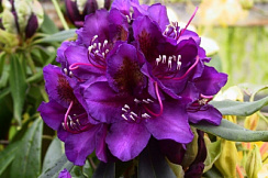 Рододендрон 'Марсель Менард' (Rhododendron 'Marcel Menard')