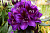 Рододендрон 'Марсель Менард' (Rhododendron 'Marcel Menard')