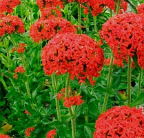 Лихнис халцедонский (Lychnis chalcedonica)